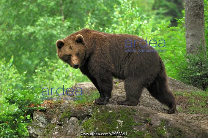 : European Brown Bear - male : European Brown Bear - male