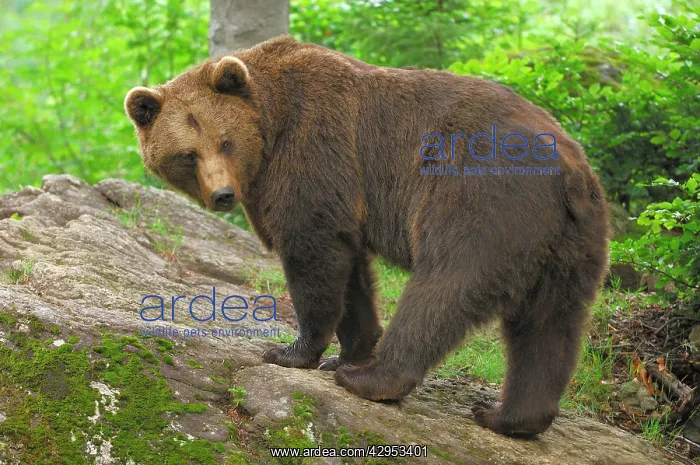 : European Brown Bear - male : European Brown Bear - male