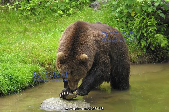 : European Brown Bear - male playing with rock : European Brown Bear - male playing with rock