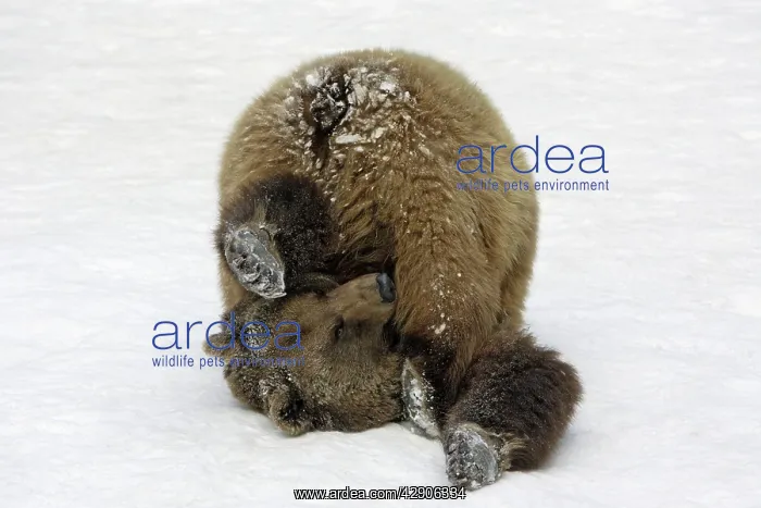 : European Brown Bear - Male, rolling in snow, playing : European Brown Bear - Male, rolling in snow, playing
