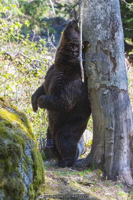 : European Brown Bear - male scratching its back on : European Brown Bear - male scratching its back on