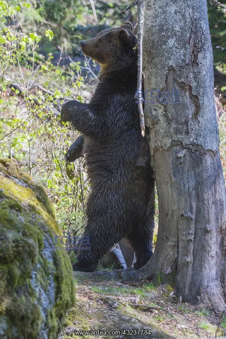 : European Brown Bear - male scratching its back on : European Brown Bear - male scratching its back on