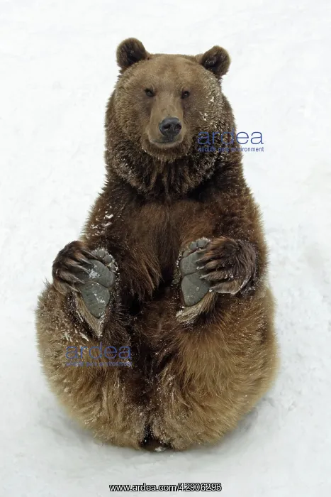 : European Brown Bear - Male sitting in snow : European Brown Bear - Male sitting in snow