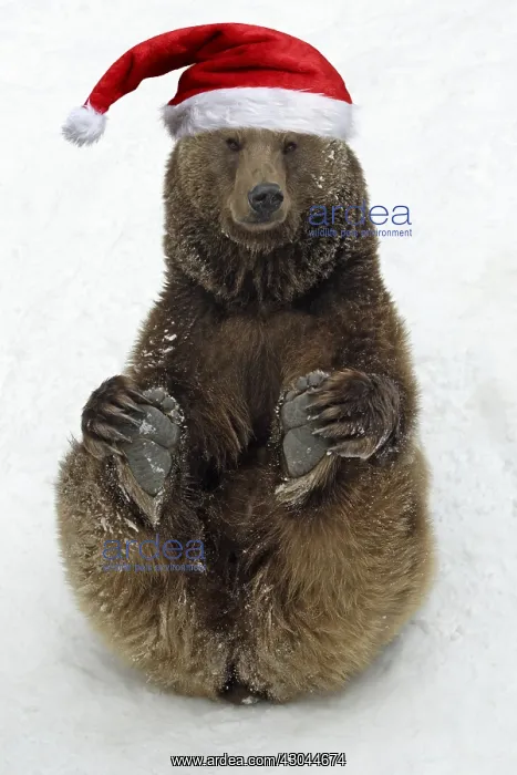 : European Brown Bear, male sitting in snow with : European Brown Bear, male sitting in snow with