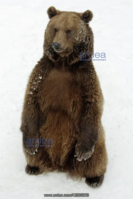 : European Brown Bear - Male standing in snow : European Brown Bear - Male standing in snow