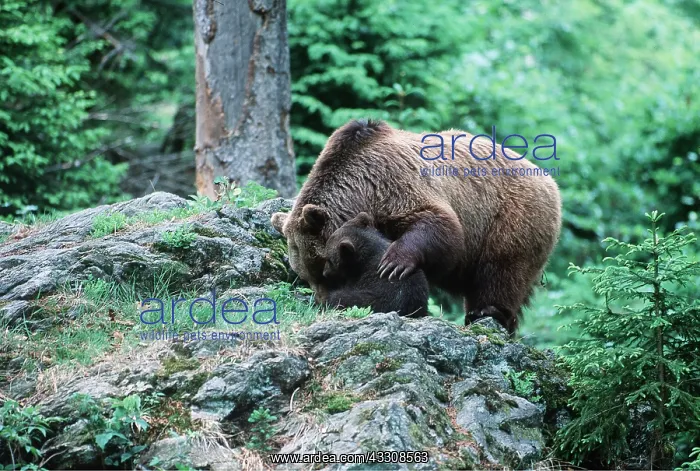 : European BROWN BEAR - mother with arm round young bear