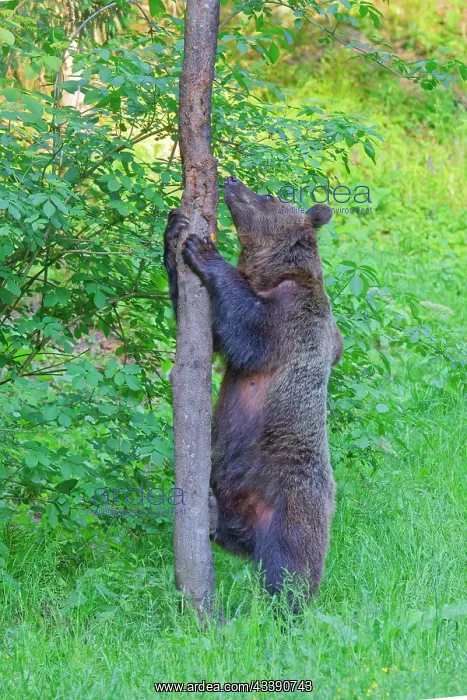 : European Brown Bear oae climbing a tree Ursus arctos : European Brown Bear oae climbing a tree Ursus arctos