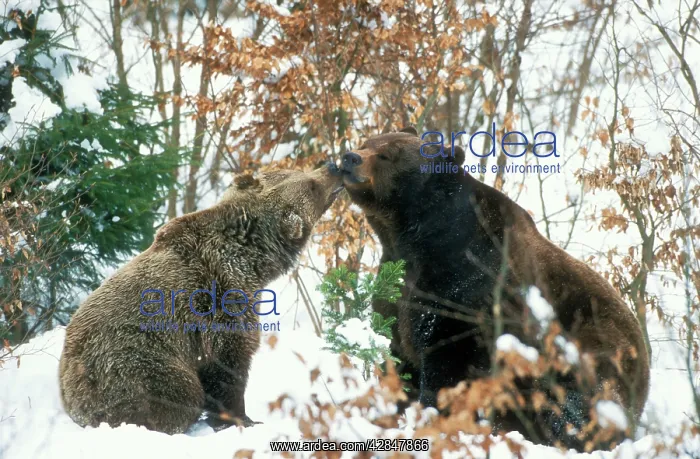 : European Brown Bear - pair in snow : European Brown Bear - pair in snow