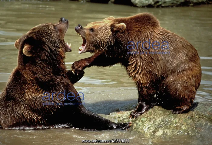 : European Brown Bear - two playing : European Brown Bear - two playing