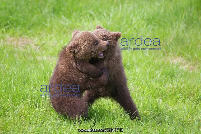  : European Brown Bear playing cubs