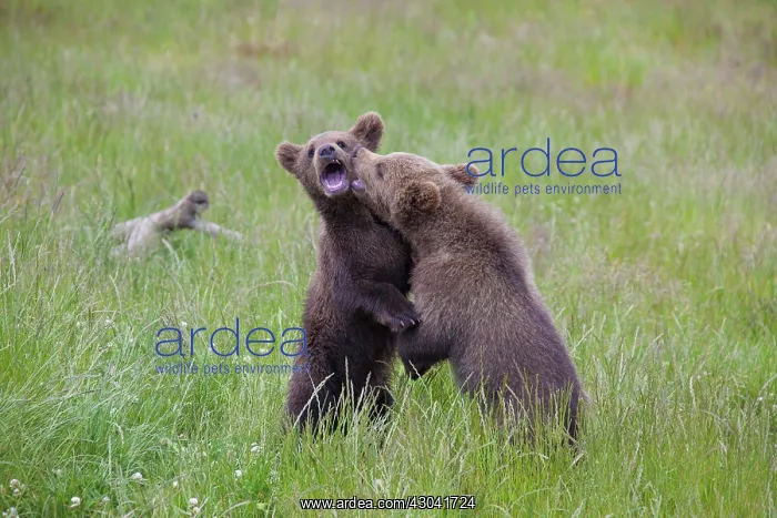  : European Brown Bear playing cubs