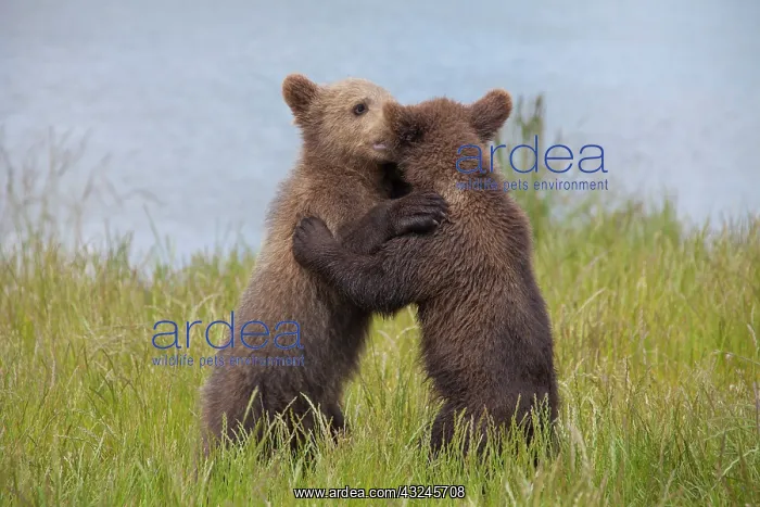  : European Brown Bear playing cubs