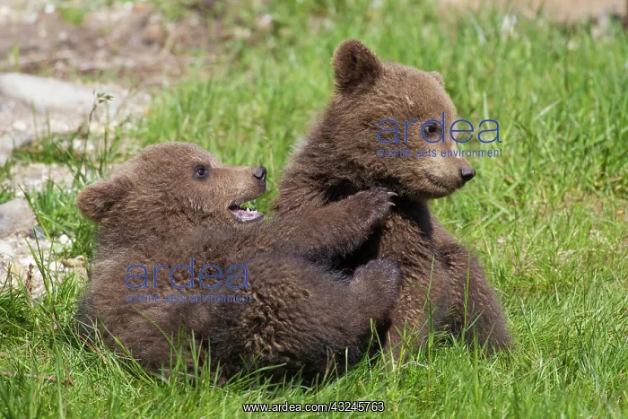  : European Brown Bear playing cubs