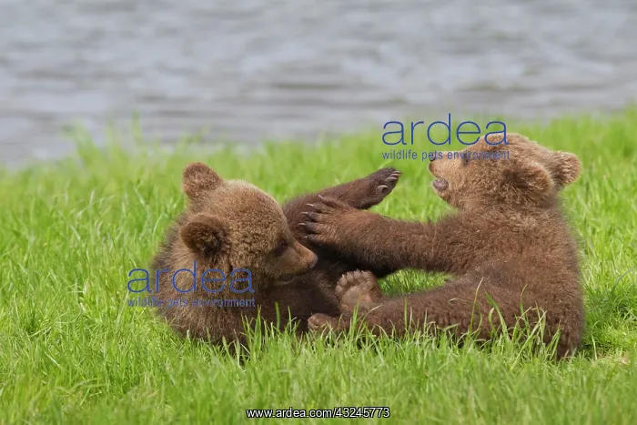  : European Brown Bear playing cubs
