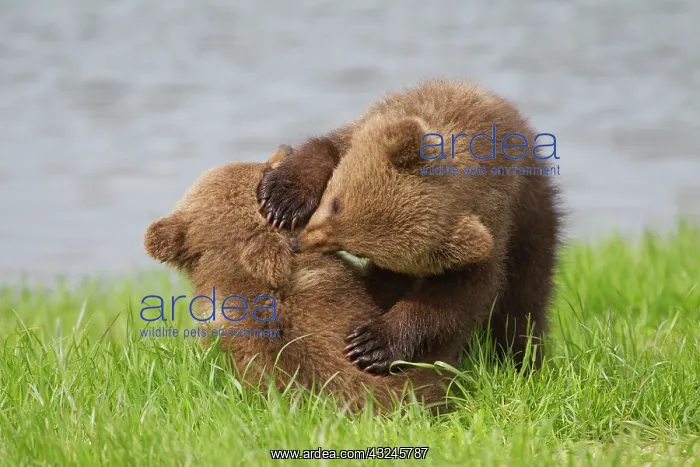  : European Brown Bear playing cubs