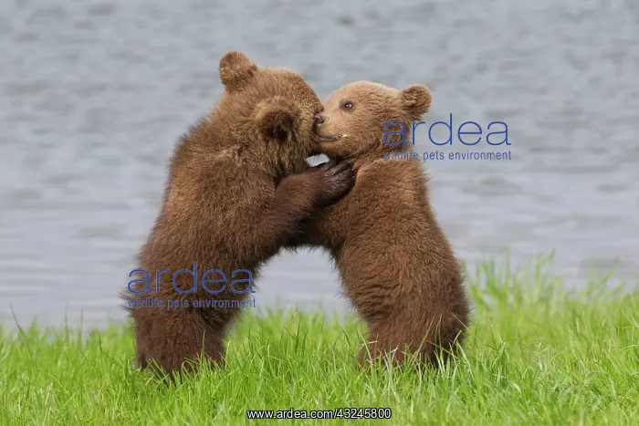  : European Brown Bear playing cubs
