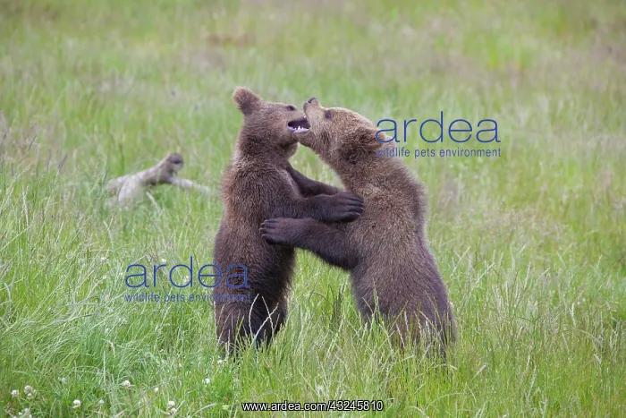  : European Brown Bear playing cubs