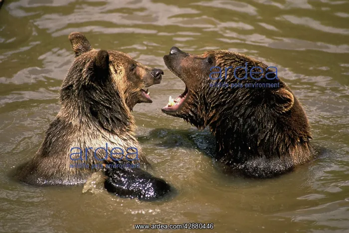 : European Brown Bear - two playing in water : European Brown Bear - two playing in water