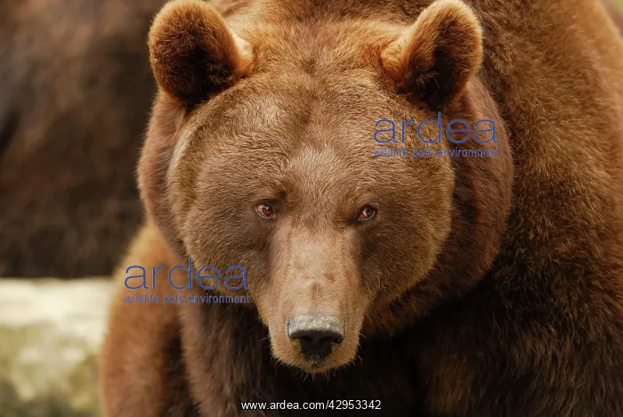 : European brown bear - portrait : European brown bear - portrait
