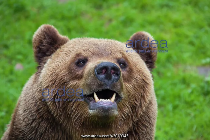  : European Brown Bear portrait