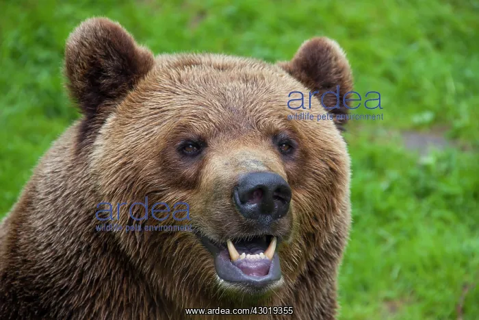  : European Brown Bear portrait