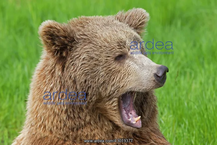  : European Brown Bear portrait