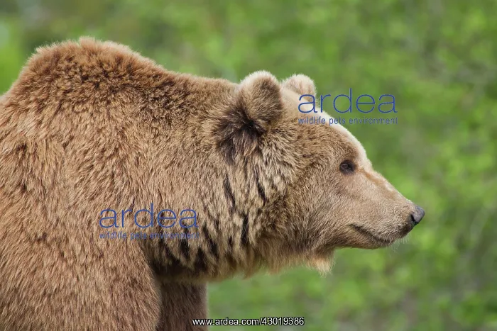  : European Brown Bear portrait