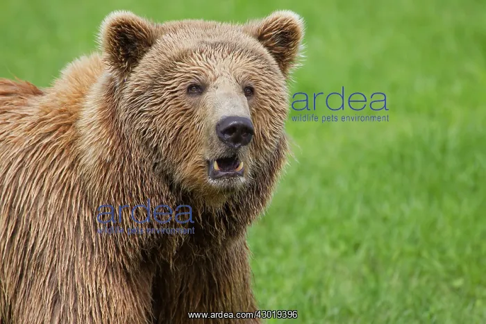  : European Brown Bear portrait