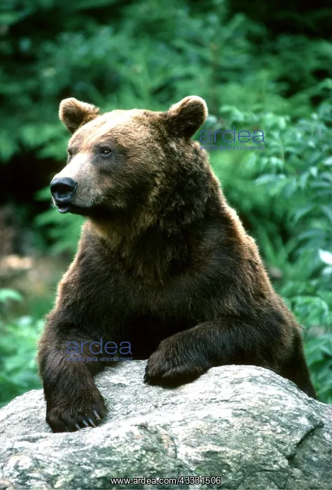 : European Brown BEAR - resting on rock : European Brown BEAR - resting on rock