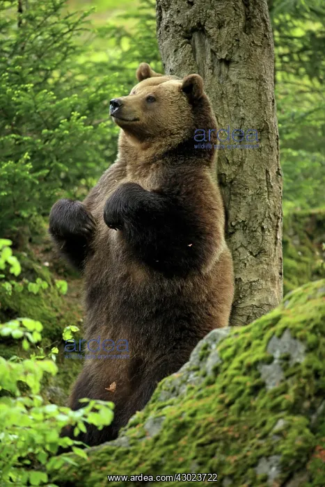 : European Brown Bear rubbing back against tree controlled : European Brown Bear rubbing back against tree controlled