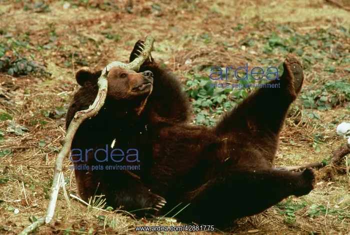 : European BROWN BEAR - scratches head with stick : European BROWN BEAR - scratches head with stick