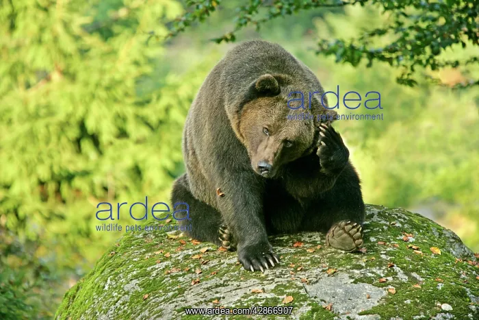 : European Brown Bear - sitting on rock scratching it's head : European Brown Bear - sitting on rock scratching it's head