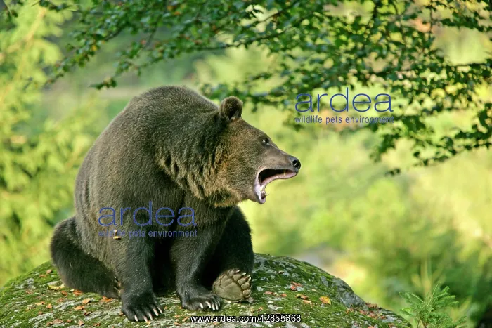 : European Brown Bear - sitting on rock yawning : European Brown Bear - sitting on rock yawning