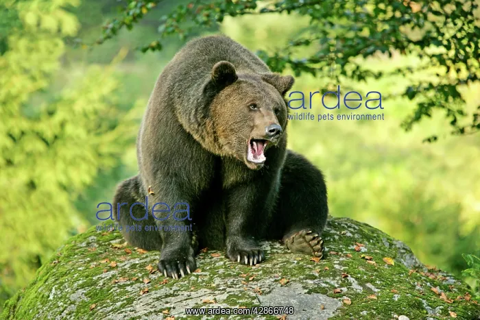 : European Brown Bear - sitting on rock yawning : European Brown Bear - sitting on rock yawning