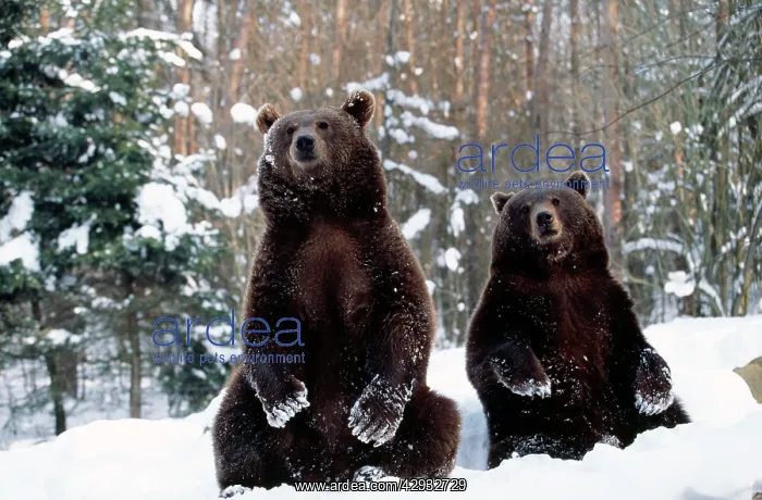: European Brown Bear - two sitting in snow : European Brown Bear - two sitting in snow