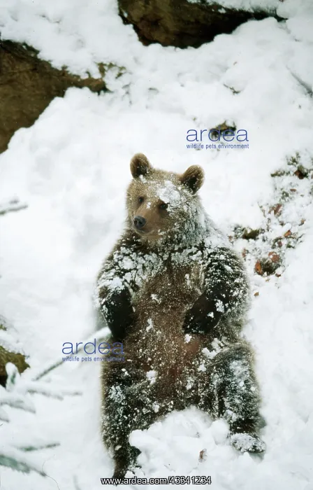  : European Brown BEAR - sitting in snow