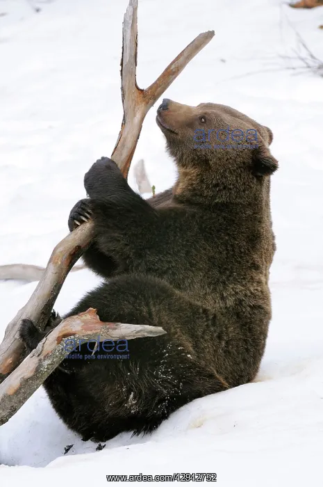 : European brown bear in snow : European brown bear in snow
