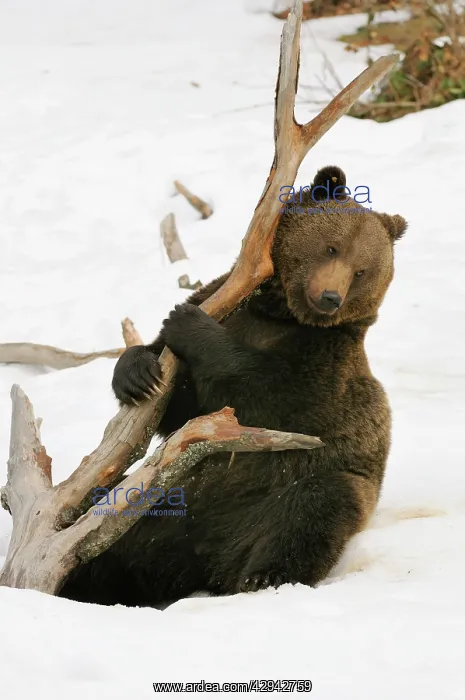 : European brown bear in snow : European brown bear in snow