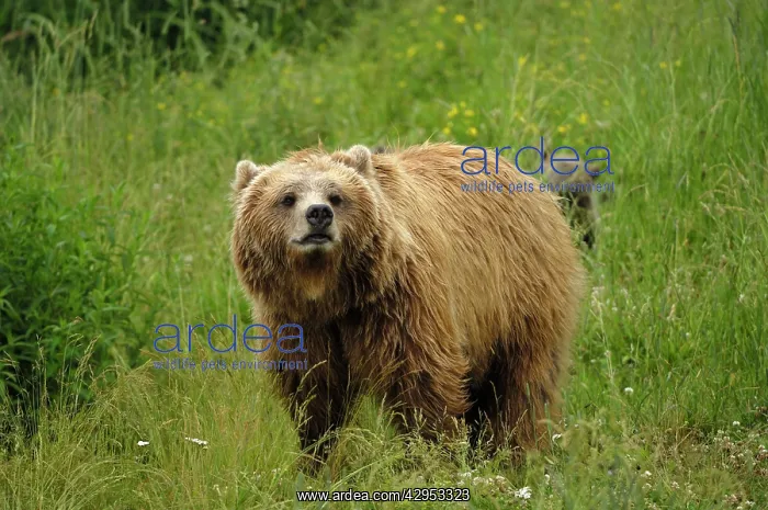 : European Brown Bear - sow : European Brown Bear - sow
