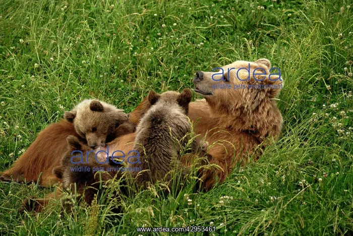 : European Brown Bear - sow nursing spring cubs : European Brown Bear - sow nursing spring cubs