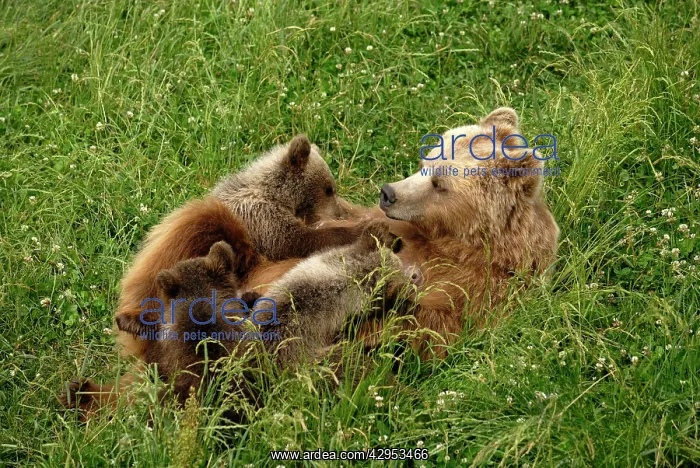 : European Brown Bear - sow nursing spring cubs : European Brown Bear - sow nursing spring cubs