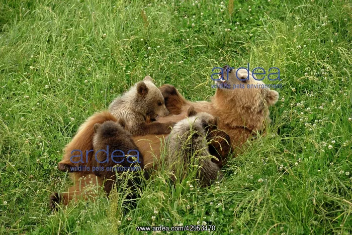 : European Brown Bear - sow nursing spring cubs : European Brown Bear - sow nursing spring cubs