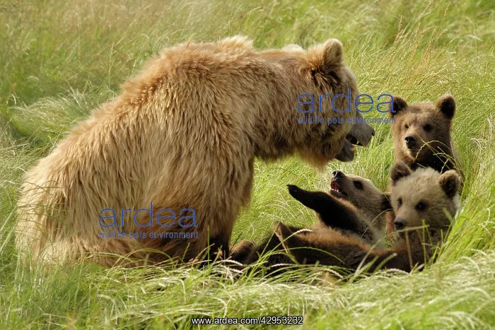 : European Brown Bear - sow with spring cubs : European Brown Bear - sow with spring cubs