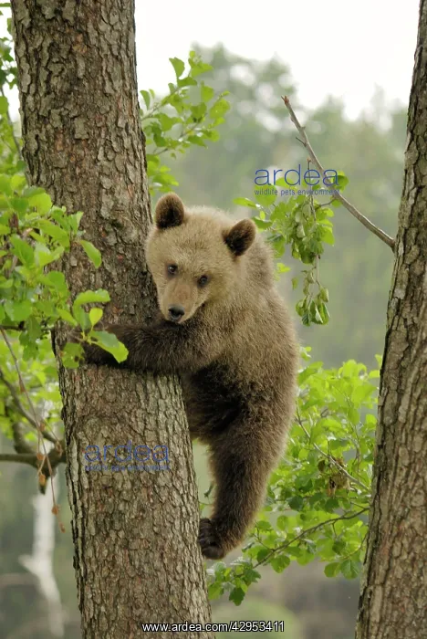 : European Brown Bear - spring cub climbing tree : European Brown Bear - spring cub climbing tree