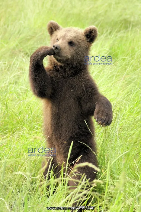 : European Brown Bear - spring cub standing upright : European Brown Bear - spring cub standing upright