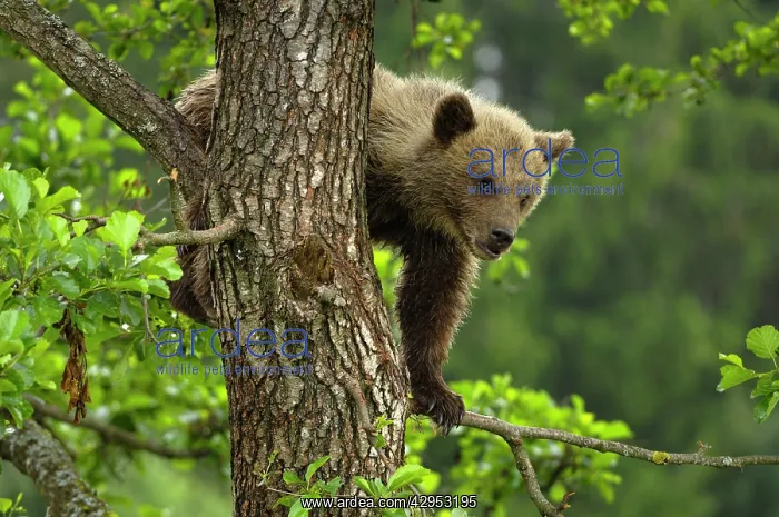 : European Brown Bear - spring cub on a tree : European Brown Bear - spring cub on a tree
