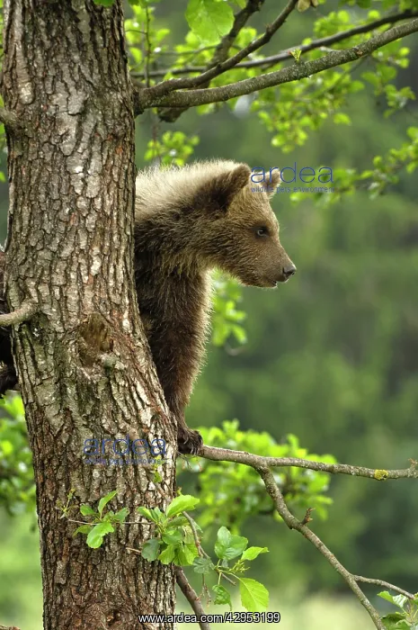 : European Brown Bear - spring cub on a tree : European Brown Bear - spring cub on a tree