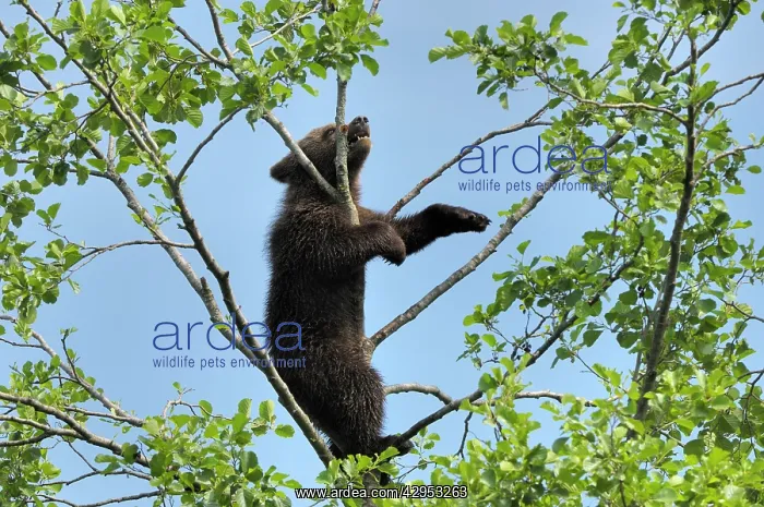: European Brown Bear - spring cub on a tree : European Brown Bear - spring cub on a tree