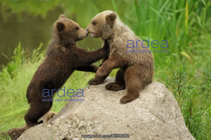 : European Brown Bear - spring cubs playing : European Brown Bear - spring cubs playing
