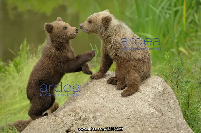 : European Brown Bear - spring cubs playing : European Brown Bear - spring cubs playing